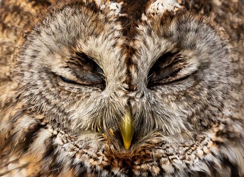 Sleeping tawny owl close-up.