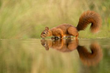 Squirrel by Carlien schelhaas