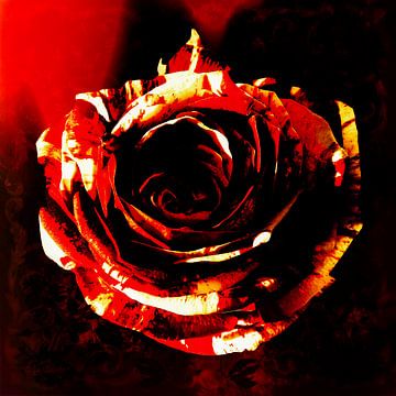 Rose on fire by Helga Blanke