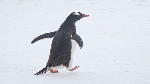 Weer schoon na een heerlijk uurtje zwemmen