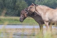 Spitzkehren und entspannende Koniks am Wasser von Anne Zwagers Miniaturansicht