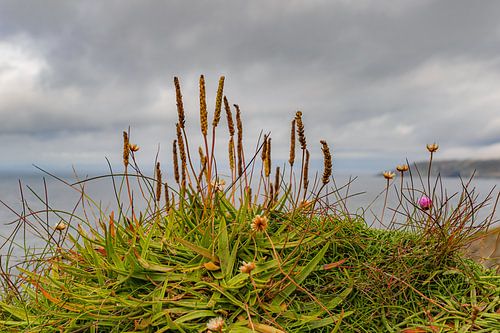 Nature oubliée à Mizen Head, Irlande
