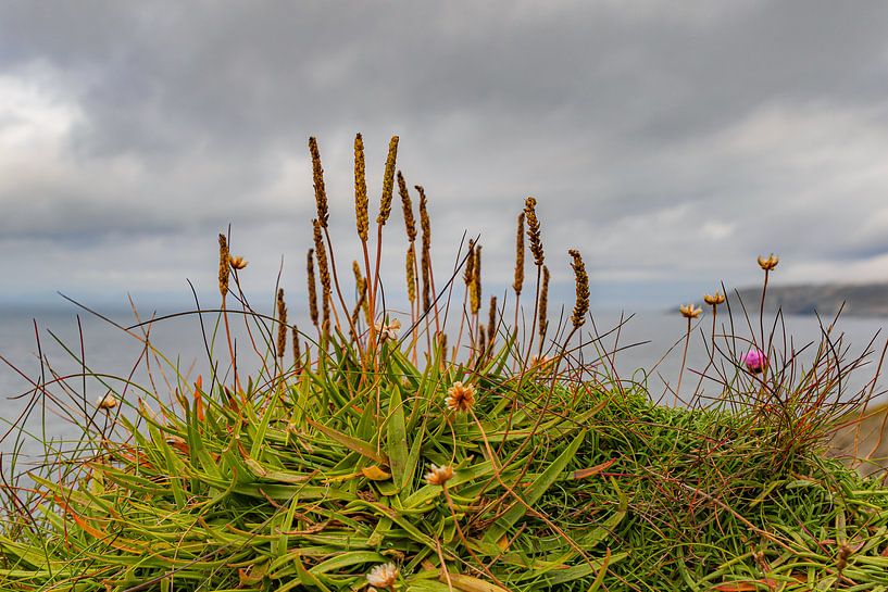Forgotten nature on Mizen Head, Ireland by Huub de Bresser