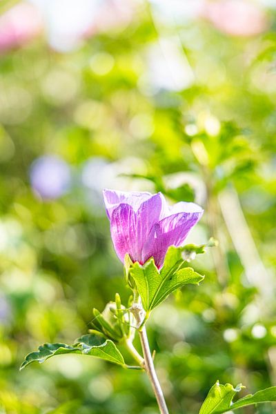 Purple flower in sunlight by David Krause