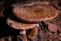 Mushrooms in the woods.
