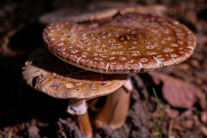 Pilze im Wald. von Jeroen Beemsterboer