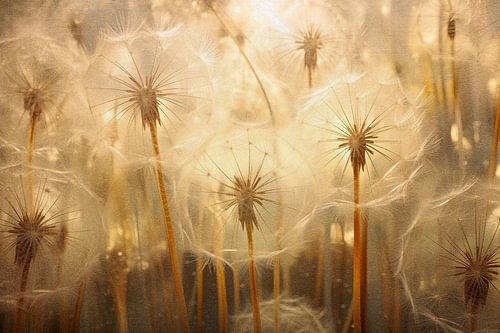 Dreamy dandelions