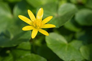 Scharbockskraut (Ficaria verna)