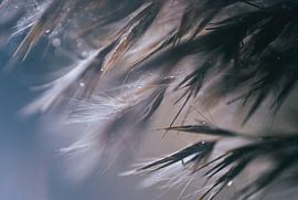 Schilfrohrfahnen mit Tropfen