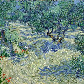 Vincent van Gogh. Verger d'oliviers