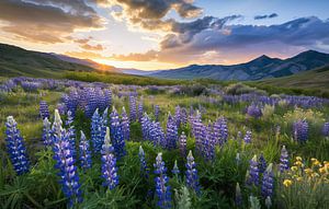 Blumenwiese, Hochlandwanderung, Sommer