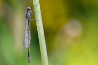 Damsel on a stem