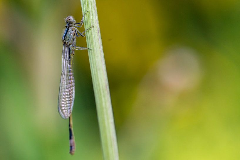 Damsel on a stem by Diantha Risiglione