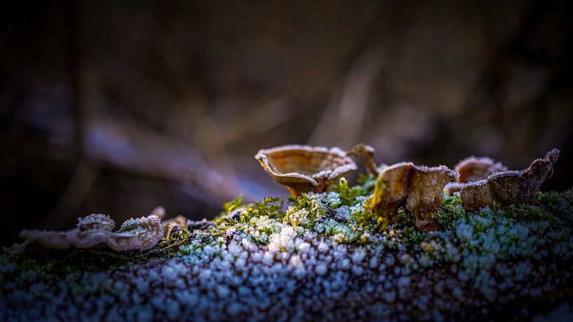 Mushrooms still life in autumn on a tree trunk by Erwin Floor