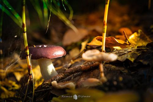 mushroom in the forest