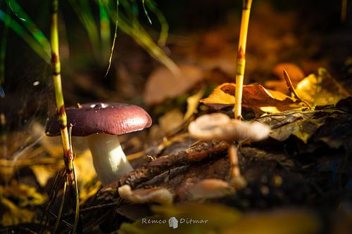 paddenstoel in het bos