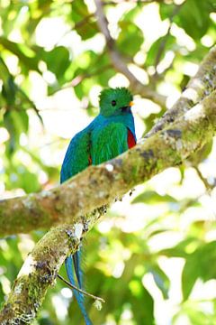 Quetzal (oiseau coloré d'Amérique centrale) sur Rini Kools