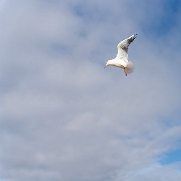 Mouette rieuse dans le ciel de la mer Baltique sur Heiko Kueverling