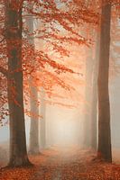 Dream forest