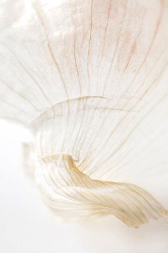 Roze Knoflookhuid Abstract