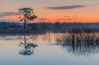 Sonnenaufgang im Dwingelderveld National Park von Henk Meijer Photography Miniaturansicht