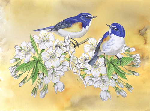 Japanese Bluebird on sweet cherry