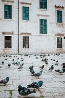Pigeons in the empty streets of Dubrovnik.