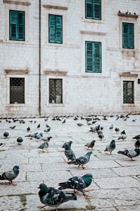 Duiven in de lege straten van Dubrovnik. van Milene van Arendonk