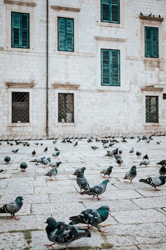 Duiven in de lege straten van Dubrovnik.