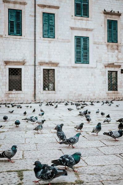 Pigeons in the empty streets of Dubrovnik. by Milene van Arendonk