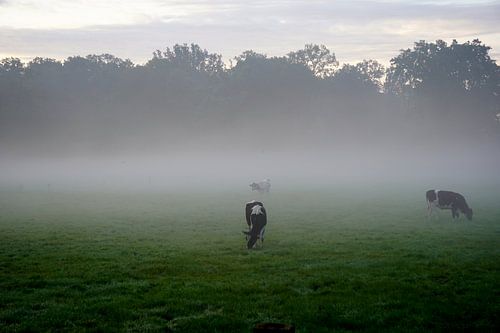 Grazing in the morning mist