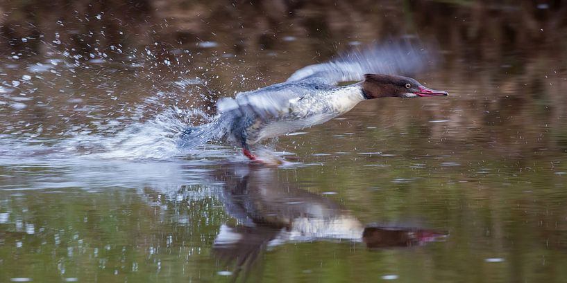 Ready for take off by Gert Gelmers