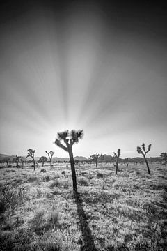 Joshua Tree National Park.| Coucher de soleil monochrome. sur Melanie Viola