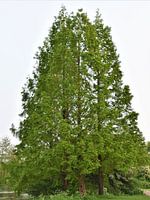 Four trees