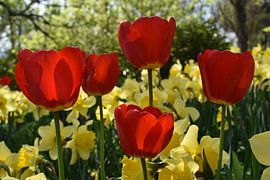 The first flowers in the garden by Claude Laprise