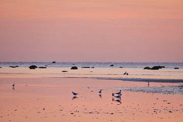 Möwen zum Sonnenuntergang bei Ebbe an der Ostsee von Martin Köbsch