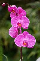 Mooie roze orchideeënbloem Geïsoleerd met wazige achtergrond