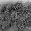 Helmgrassen in zwart-wit van Evelien van Rijn