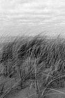 Dune breeds in black and white