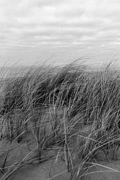 Les races des dunes en noir et blanc sur Evelien van Rijn