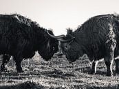 Stoeiende Schotse hooglanders van Joren van den Bos thumbnail