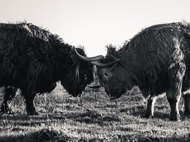 Flowing Scottish Highlanders by Joren van den Bos