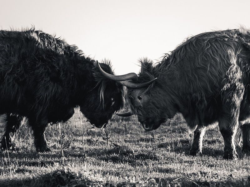 Stoeiende Schotse hooglanders van Joren van den Bos