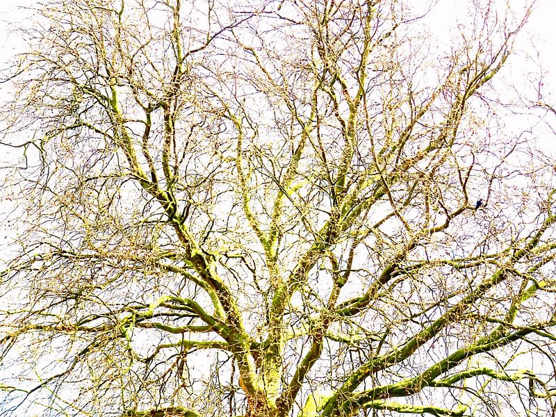 Tree Magic 110 von MoArt (Maurice Heuts)