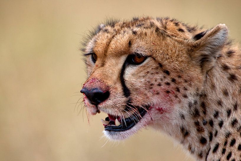 Gepard nach Dinner von Peter Michel