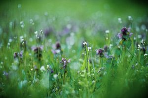 Glechoma hederacea au crépuscule