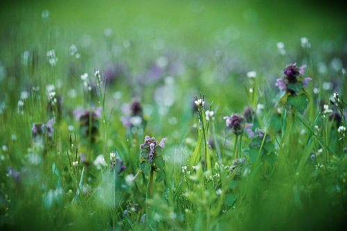 Glechoma hederacea in der Abenddämmerung