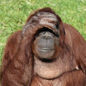 Orang utan en tête. sur Jose Lok