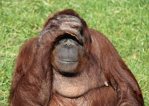 Orang oetan in gedachten.