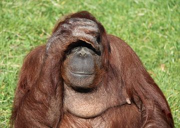 Orang utan en tête.